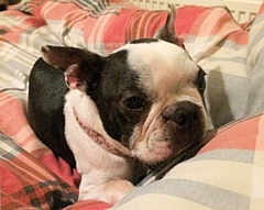 Dakota, a Boston terrier, was found in Wardle three days after running away from the Flying Horse Hotel in Rochdale town centre