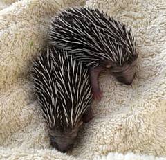 Two hoglets - baby hedgehogs