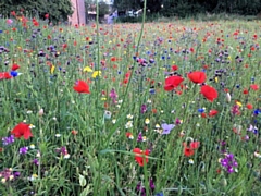 Caldershaw meadow in full bloom in 2020