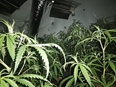 Cannabis plants (file photo)