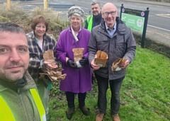 Thousands of purple crocuses have been planted around Rochdale as a joint initiative between Rochdale in Bloom, Norden in Bloom and the Rotary Club of Rochdale