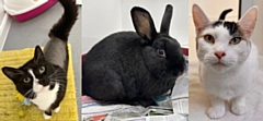 These pets are looking for their forever homes (L-R: Cola, Mary Hoppins, Robin)