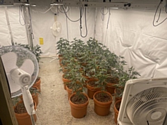 A cannabis farm which included plants at different stages of their grow cycle was discovered