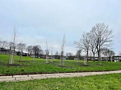 Trees have been planted on Cherwell Avenue in Heywood